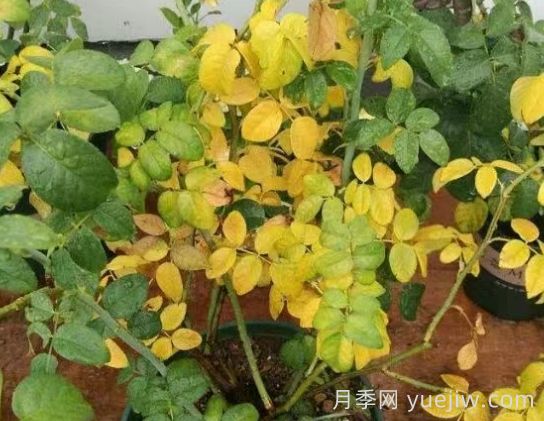 水黃與肥害分不清？7種月季常見(jiàn)黃葉癥狀(圖3)