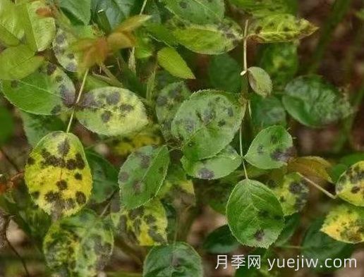 水黃與肥害分不清？7種月季常見(jiàn)黃葉癥狀(圖4)