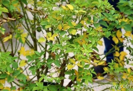 月季被高溫燙傷了怎么辦？(圖4)