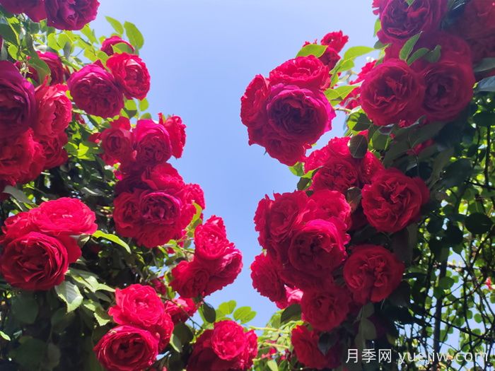 月季夏天總養死？新手避開(kāi)這些坑(圖2)