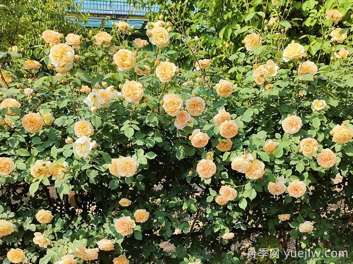 月季不開(kāi)花到底是什么原因？月季爆花教程(圖2)