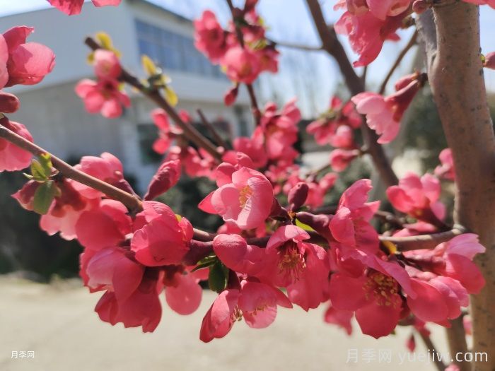 15種常見(jiàn)先花后葉植物匯總(圖5)