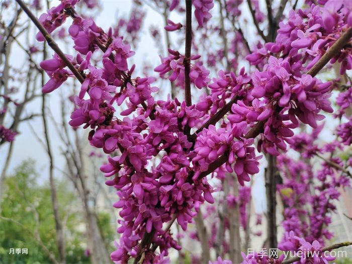 15種常見(jiàn)先花后葉植物匯總(圖4)