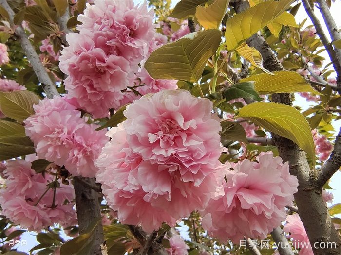15種常見(jiàn)先花后葉植物匯總(圖6)