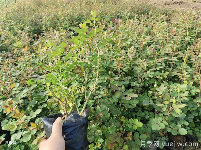 四月份苗圃管理措施和園林養護措施(圖1)