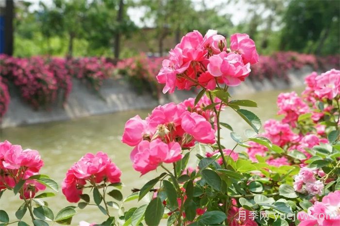 暮春初夏，咸陽(yáng)涇陽(yáng)薔薇花盛放(圖2)
