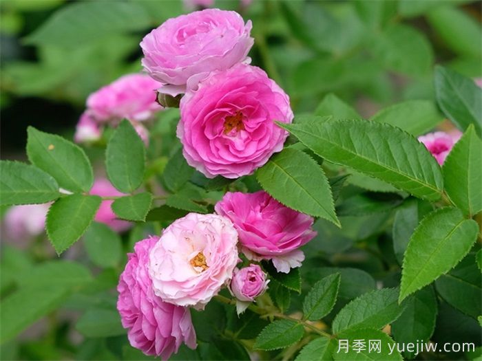五款經(jīng)典月季，打造都市陽(yáng)臺微月花園(圖4)