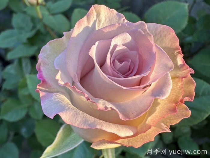 旋風(fēng)月季(圖1)