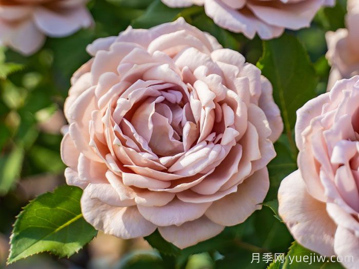 鎖清秋月季(圖1)