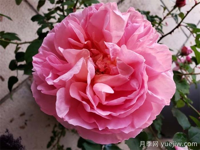 不同環(huán)境如何選月季？(圖2)