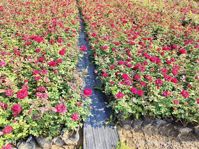 9月月季花事，月季養護分區域版本(圖2)