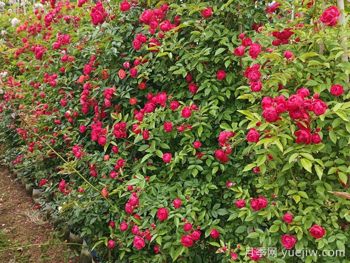 紅木香花是不是月季花？(圖2)