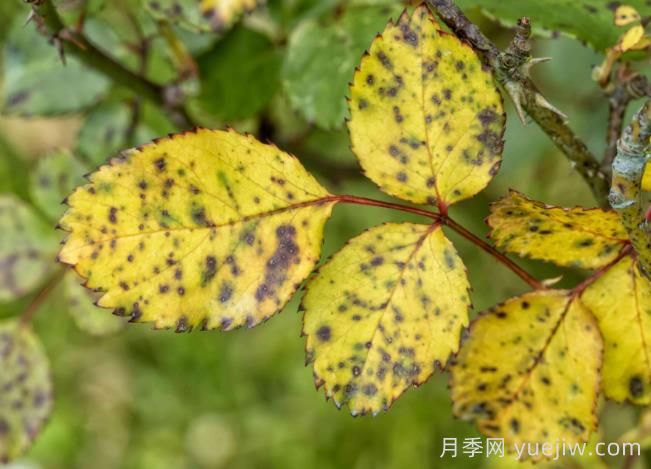月季黃葉是因為什么原因？幫你判斷和解決(圖2)