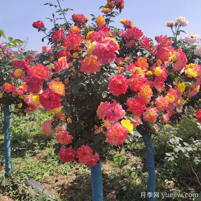 夏天開(kāi)敗的月季花，如何能快速再次開(kāi)花？(圖1)
