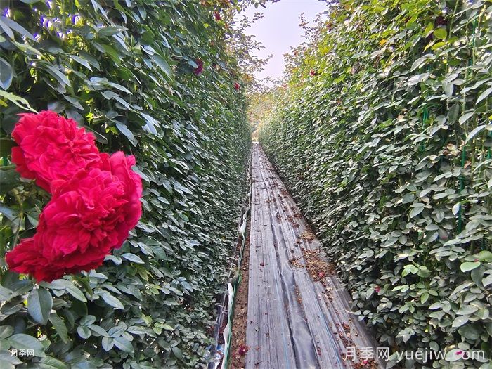 李子柒的紅色月季花墻，蒂娜月季好養易打理(圖3)