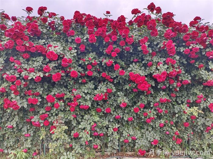 李子柒的紅色月季花墻，蒂娜月季好養易打理(圖2)