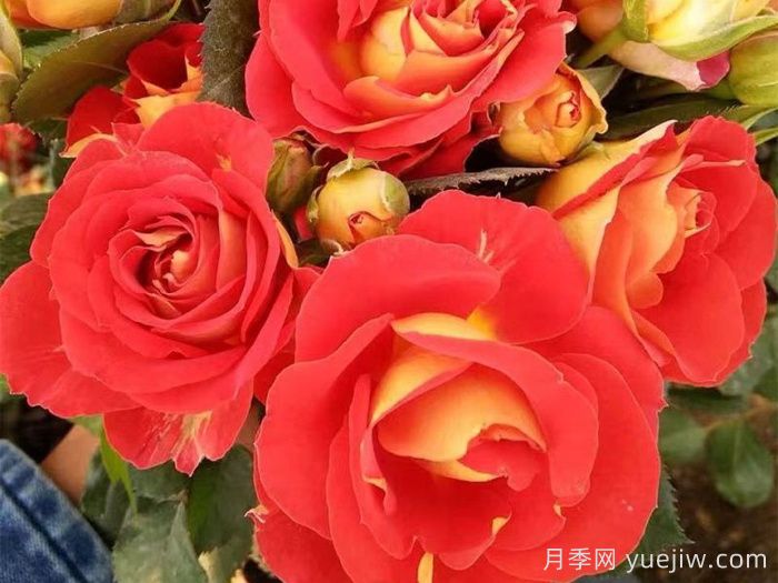 專(zhuān)屬12星座的月季花，星座系列月季大全(圖6)