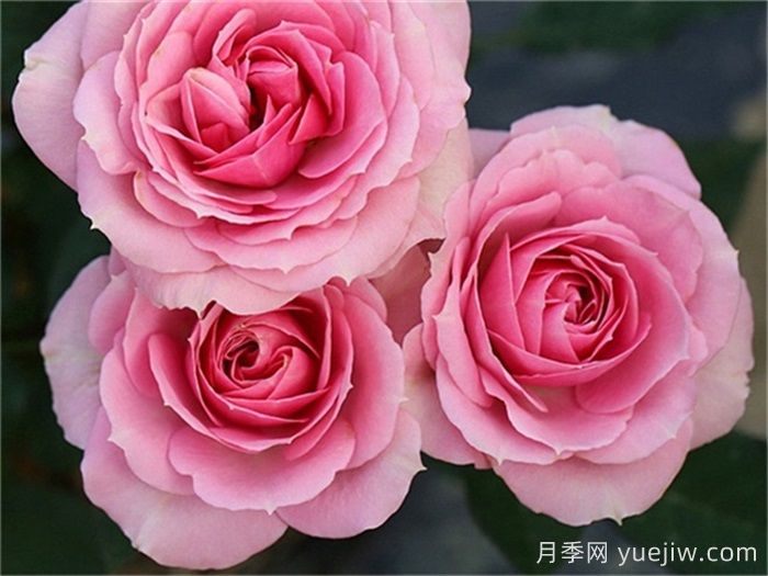 專(zhuān)屬12星座的月季花，星座系列月季大全(圖4)