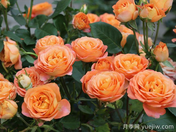 金牛座月季/金牛座陽(yáng)臺月季(圖4)