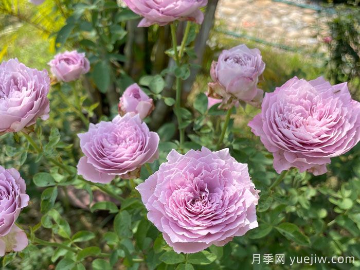 藍絲球月季(圖3)