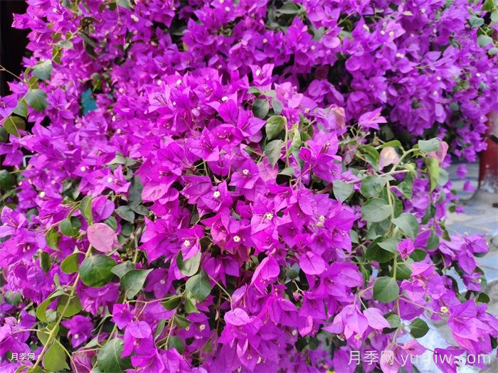 三角梅養護方法，花期長(cháng)達200天，花色鮮艷變花園(圖2)