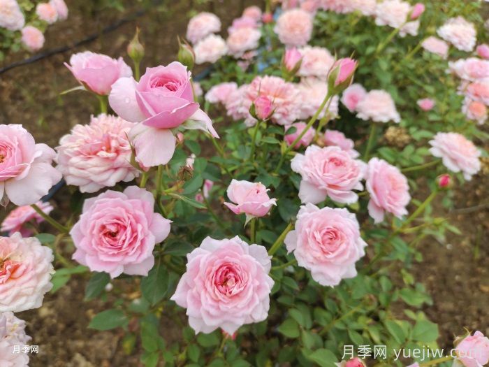 小空間能養的月季在這，值得入手的微型月季(圖3)