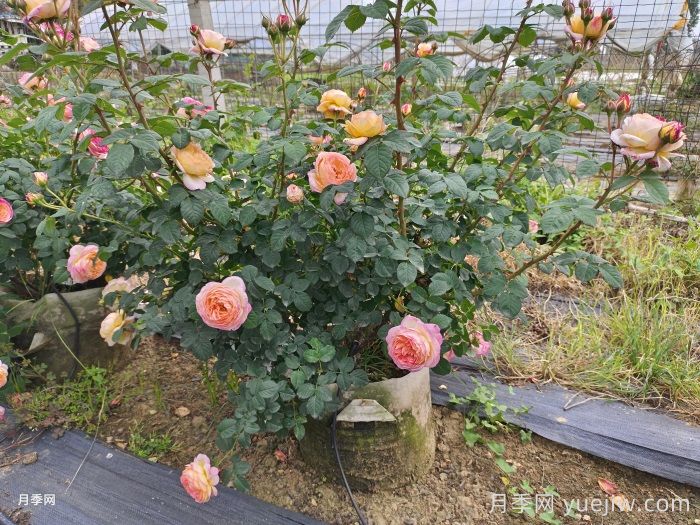 酷熱夏季月季花澆水不可貪多(圖1)