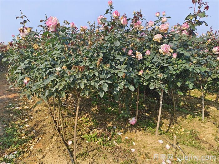 八月中下旬月季養護指南，期待秋天到來(lái)(圖2)