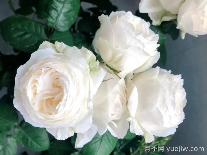 治愈系白色月季推薦，每一款都值得擁有(圖5)