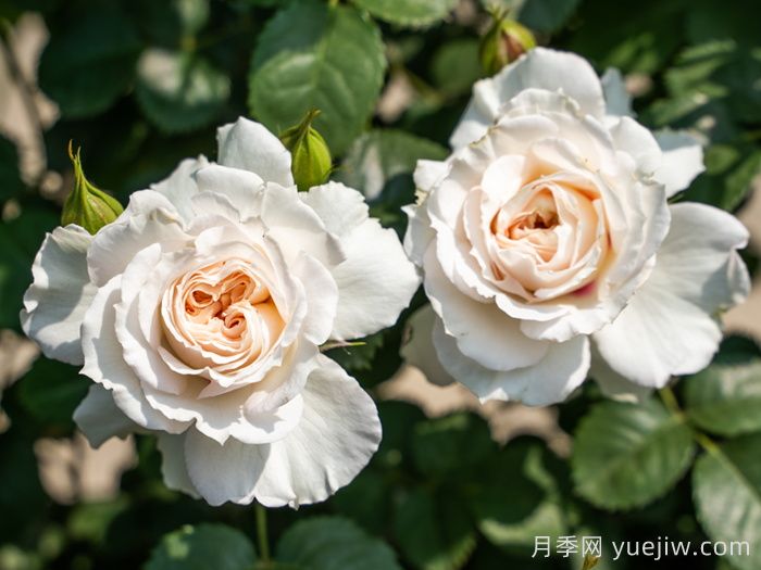 治愈系白色月季推薦，每一款都值得擁有(圖3)