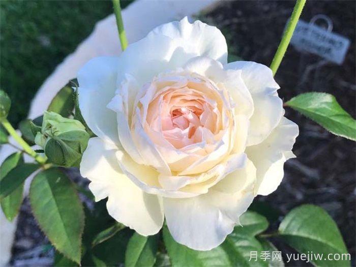 治愈系白色月季推薦，每一款都值得擁有(圖7)