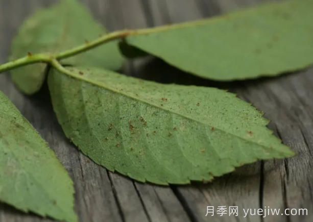 月季紅蜘蛛大爆發(fā)，怎么給它們徹底消滅干凈？(圖1)