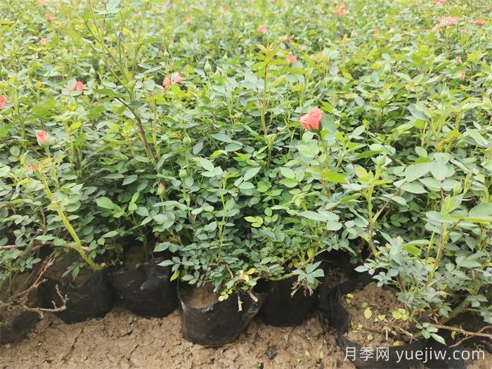 暴雨過(guò)后，哪些園林植物易受害？(圖2)