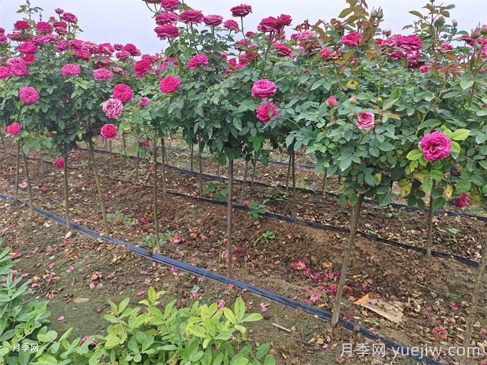 月季花養護技巧秘技(圖2)