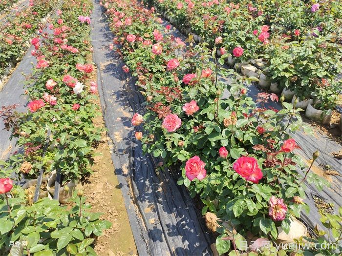 月季花養護技巧秘技(圖3)