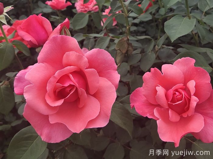 哪些月季品種適合種植在半陰環(huán)境中？(圖3)