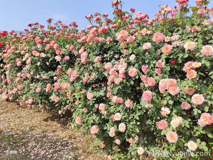 如何在半陰環(huán)境中養護藤本月季和豐花月季？(圖1)