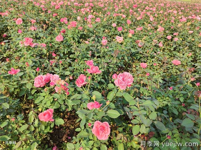 新手適合養大花月季還是豐花月季？(圖2)