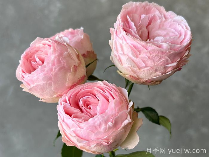 安利9款月季花，被花友吹爆(圖1)