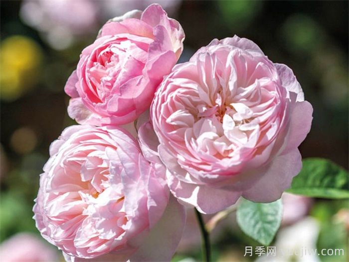 安利9款月季花，被花友吹爆(圖4)