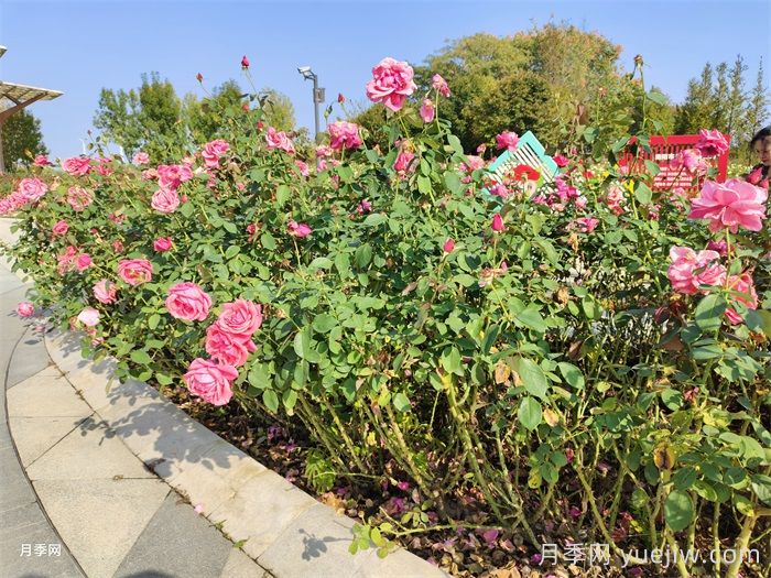 夏季園林花木生存指南，10項措施應對高溫(圖1)