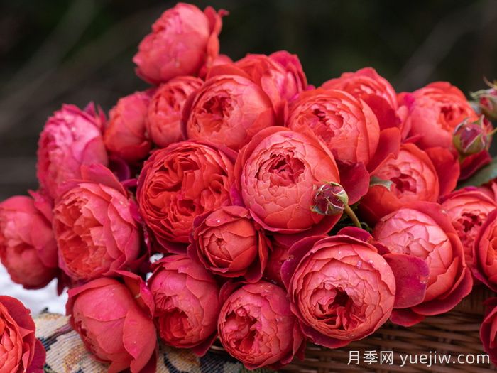 一平方陽(yáng)臺如何實(shí)現月季自由，推薦5款天狼月季(圖4)