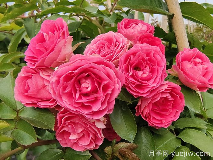 一平方陽(yáng)臺如何實(shí)現月季自由，推薦5款天狼月季(圖5)