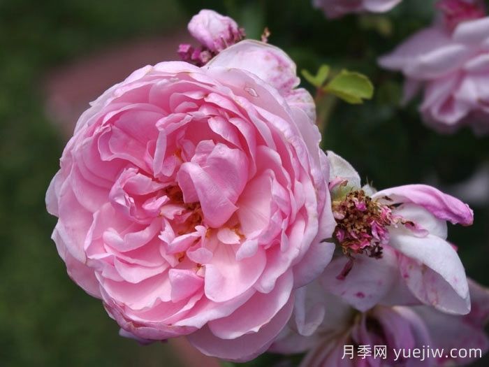 仙度瑞拉月季/灰姑娘月季(圖1)