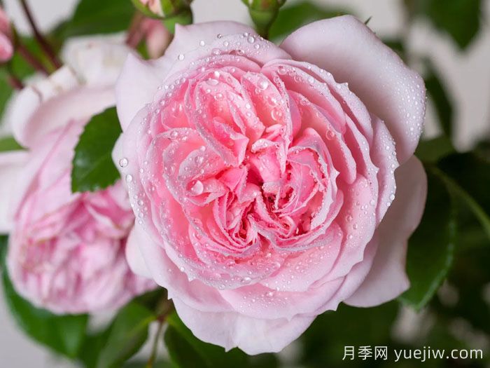 仙度瑞拉月季/灰姑娘月季(圖4)