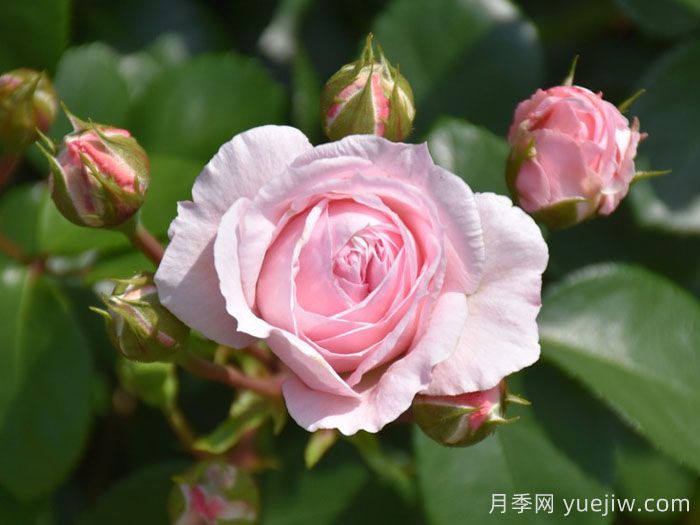 仙度瑞拉月季/灰姑娘月季(圖5)