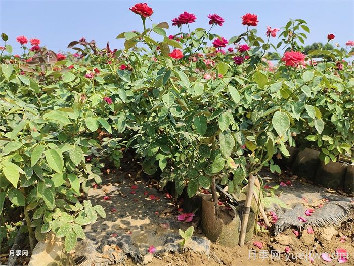 夏季灌木月季栽植的技術(shù)要點(diǎn)(圖1)