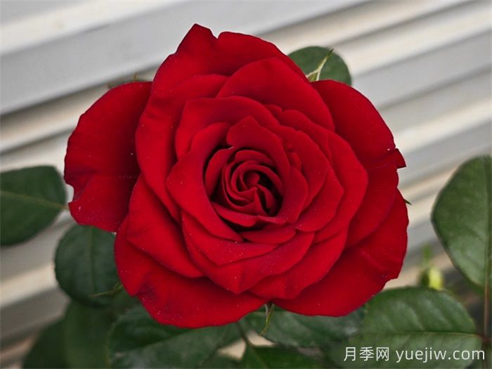選擇紅玫瑰就使選擇選高原紅月季(圖1)