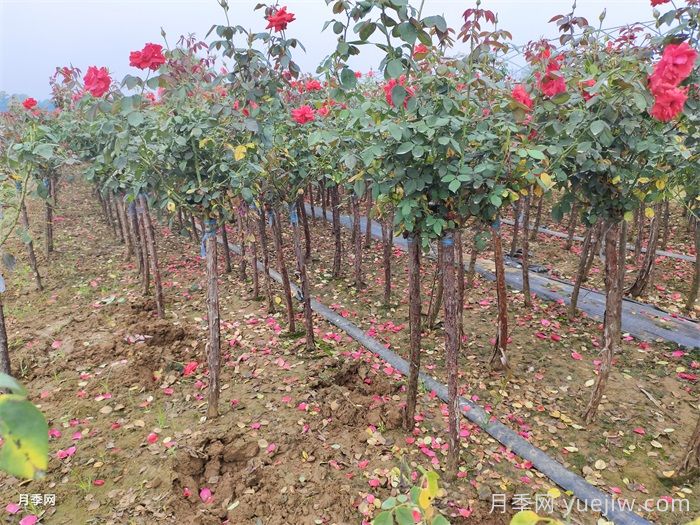 夏天月季養護要點(diǎn)，輕松應對高溫花期不減(圖2)