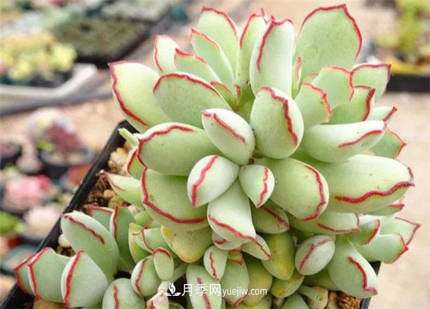 巧克力線(xiàn)，多肉植物(圖1)